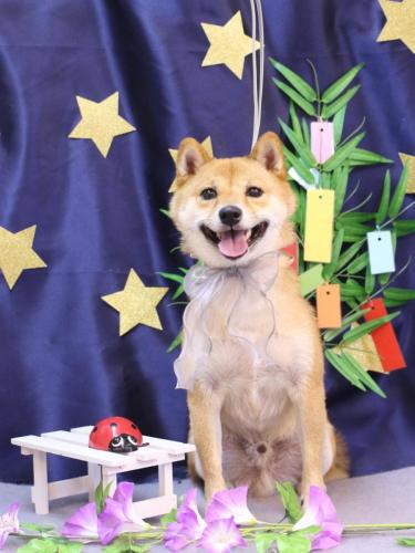 20230730茶々丸くん